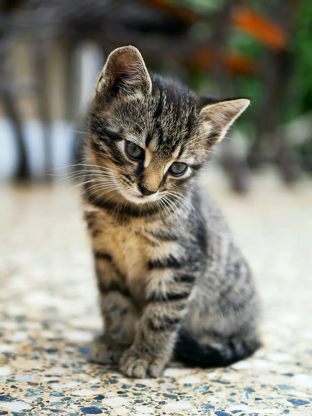 Donate To Save Cats In Hawaii