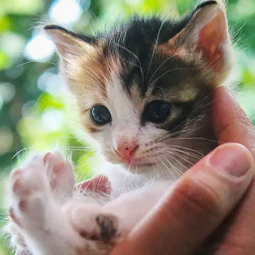 Kitten Adoption And Rescue about aloha animal oasis