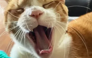 Murphy Stealing Hearts With Cat Purrs