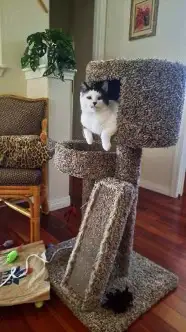 Oreo the perfect cat Oreo The Perfect Cat