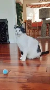Oreo the perfect cat3 Oreo The Perfect Cat