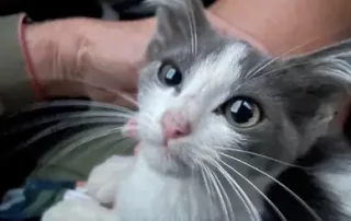Peanut’s Story