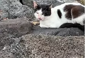 Scrappy Cat Tales