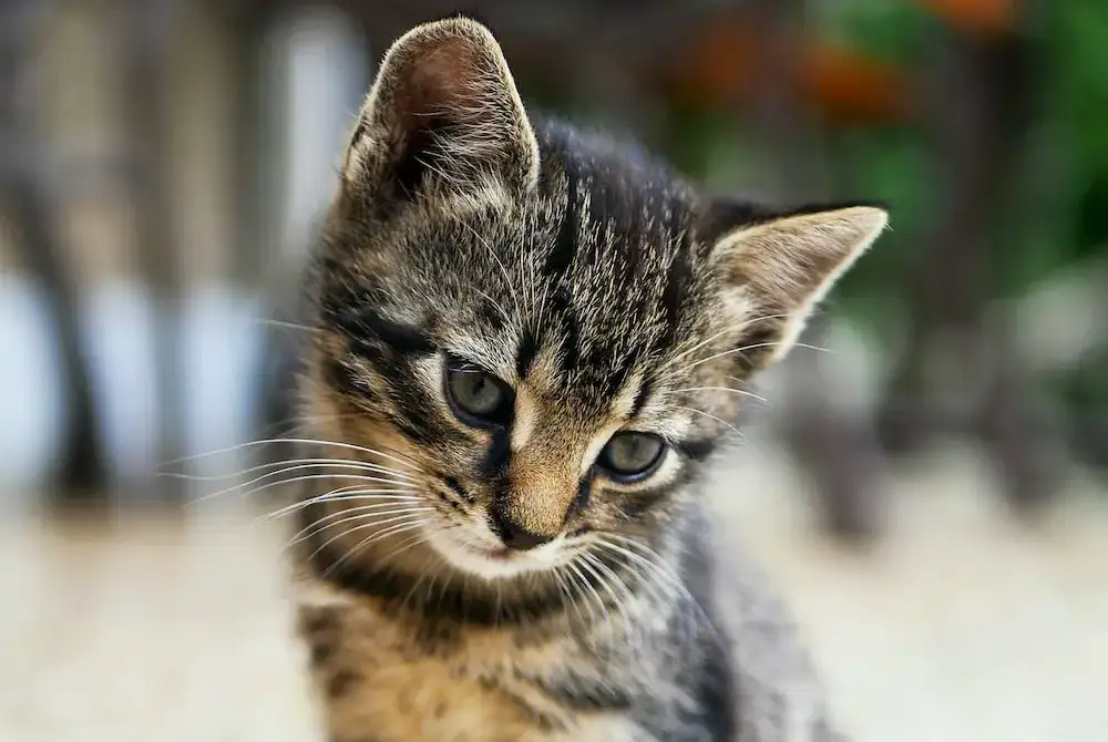 Queens’ Cats Campaign