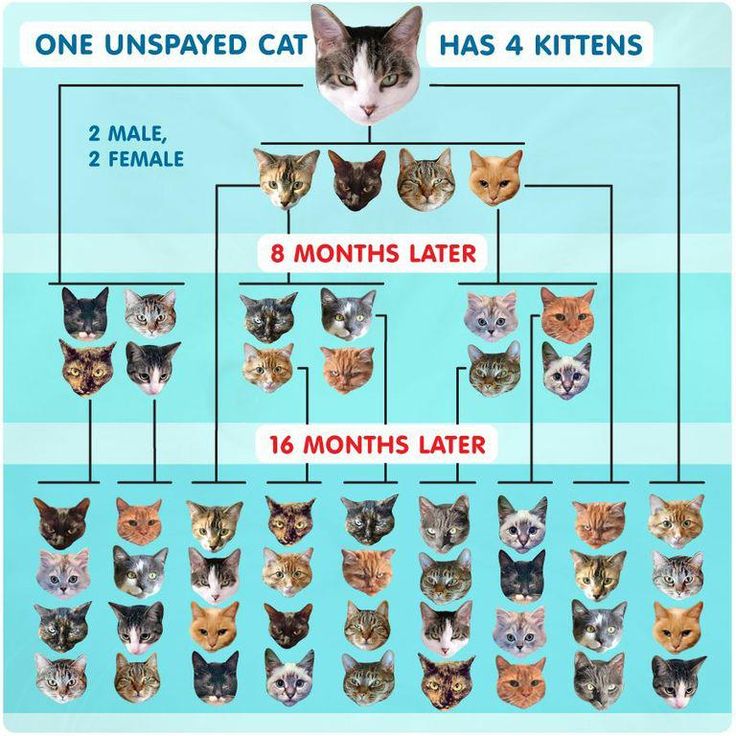 One Unspayed Cat Overpopulation