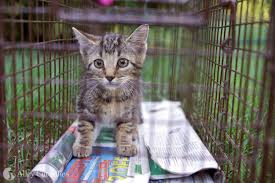 Tnr Kitten