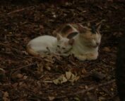 TNRM Benefits for Healthy Cats and a Healthier Island