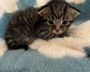 Aao Hawaii Spay Neuter Clinic Kitten